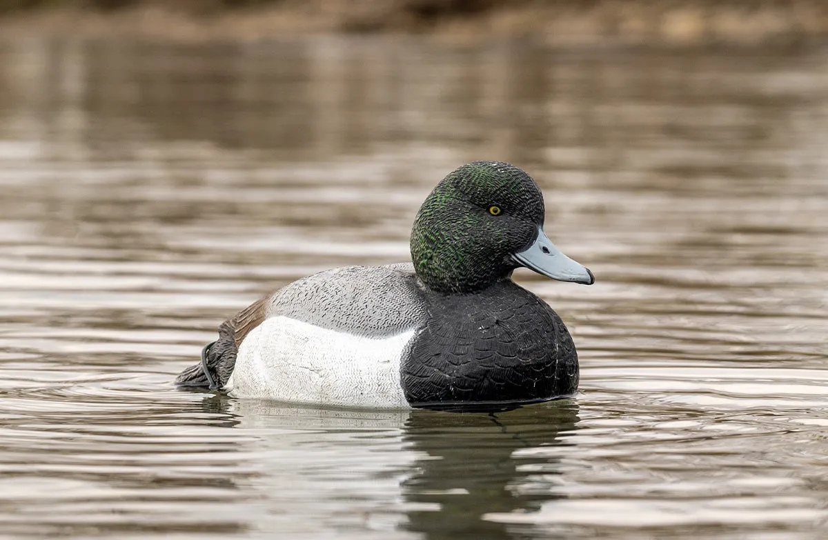 Flight Bluebill