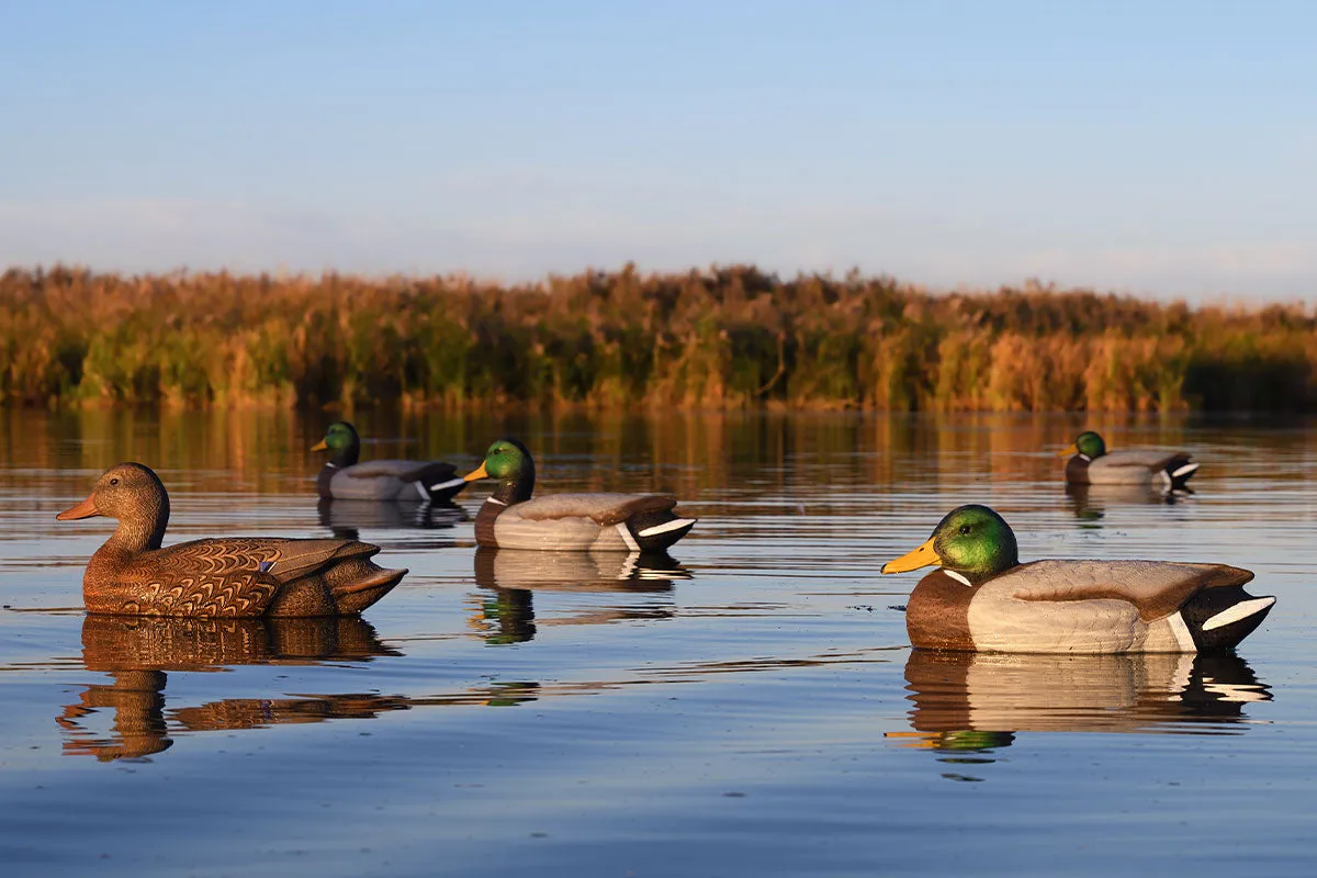 Super Magnum Mallard Decoys